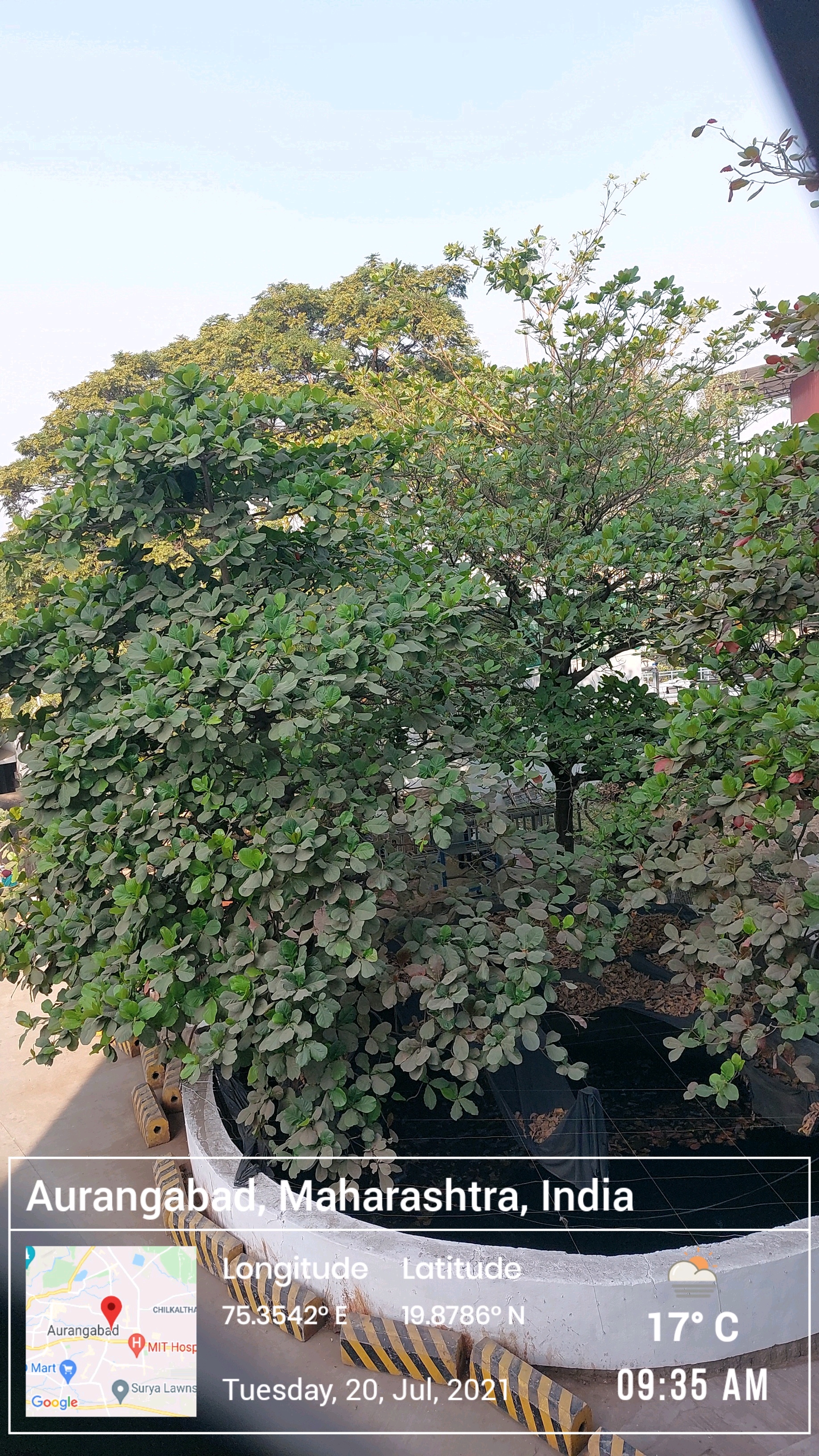 Greenery